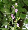 Campanule �tal�e � Soubey