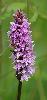 Orchis de Fuchs � la Tour de Moron
