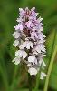 Encore un autre Orchis ... � la Tour de Moron