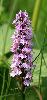 Un autre Orchis ... � la Tour de Moron