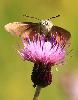 Moro-Sphinx en vol stationnaire (Macroglossum stellatarum), Tour de Moron, juillet 2010
