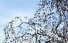 Variation saisonni�re ... notre bouleau au d�but du printemps ...