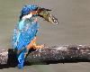 Ce Martin-p�cheur m�le a captur� un gros poisson ...