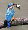  ... le Martin-p�cheur cherche � le positionner ...