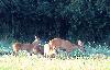 ... la chevrette et ses trois faons broutent en lisi�re de for�t.