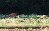 ... � la recherche de la meilleure herbe.