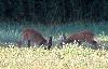 Les deux faons m�les se pr�parent � s'affronter ...