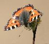 Petite tortue (Aglais urticae), Grandcour, mars 2008