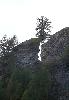 La nature est toujours si forte, � l'image de ce m�l�ze ...