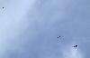 Au loin, un Faucon p�lerin a rep�r� les deux Gypa�tes barbus ...