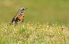 A d�faut des esp�ces recherch�es, une Grive litorne ...