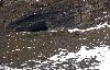 ... un bouquetin m�le adulte qui broute l'herbe de plus en plus rare.