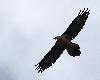 ... reconnaissable � sa queue aux plumes ab�m�es ...