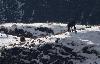 Apr�s deux jours pass�s � la Gemmi sans ... Gypa�te ... on aper�oit ces deux chamois en redescendant en t�l�cabine.