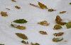 Feuilles jaunes dans la neige