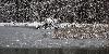 Etang en partie gel�