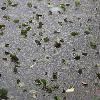 Feuilles vertes prises dans la glace