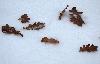 Feuilles brunes dans la neige