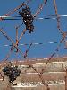 Grappes oubli�es ... ou le bonheur des oiseaux