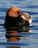 Les canards hivernants traditionnels sont nombreux : Nette rousse ...