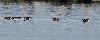 ... Canards souchets ...