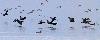 ... au loin, un vol de Grands Cormorans ...
