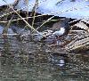  ... le voil� avec un petit poisson ...