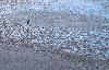 Le Martin-p�cheur vole sur l'�tang gel� � la recherche d'un trou d'eau o� p�cher ...
