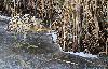 Le Butor �toil� explore les bords de l'�tang
