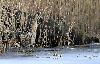 L'�tang �tant presque compl�tement gel�, le Butor �toil� est forc� de sortir en plein jour des roseaux ...