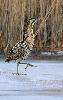 ... il marche sur l'�tang gel� ...