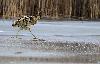 ... il se h�te vers l'autre rive ...