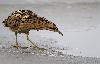 ... le Butor �toil� scrute le trou d'eau ...