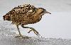  ... il en fait le tour � pas feutr�s ...