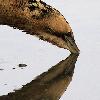 Boit-il ou tente-t-il d'attirer un poisson en laissant tremper son bec ?