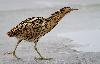 Silhouette alti�re ...