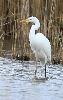 Belle aussi, la Grande Aigrette ...