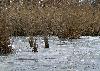 Les roseaux sont pris dans la glace ...