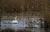 ... un Cygne tubercul� est venu s'abriter de la bise derri�re les roseaux ...