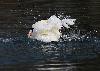 Le Cygne tubercul�, comme tous les oiseaux, consacre ...