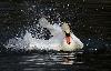 ... un temps important � sa toilette ...