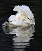 ... lissant ses plumes une � une.