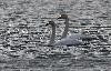 ... les Cygnes chanteurs ont une silhouette �l�gante.