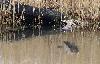 ... se refl�tant sur les eaux de l'�tang ...