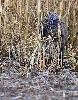Une autre silhouette appara�t derri�re les roseaux ...