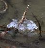 Eph�m�re corolle de glace