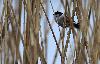 ... une M�sange � longue queue ...