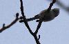 Ev�nement en Suisse, l'arriv�e de M�sanges � longue queue ... � t�te blanche !
