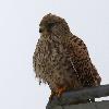 Les rapaces sont tr�s pr�sents : un Faucon cr�cerelle ...