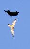... t�t pris en chasse par une Corneille noire ...